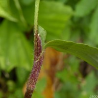 Commelina diffusa Burm.f.
